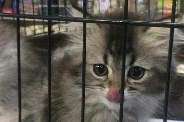Ayhan PetShop - Resim 3