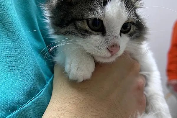 MONTANİA Veteriner Kliniği |ACİL Veteriner | Mudanya Veteriner | Nöbetçi Veteriner - Resim 19