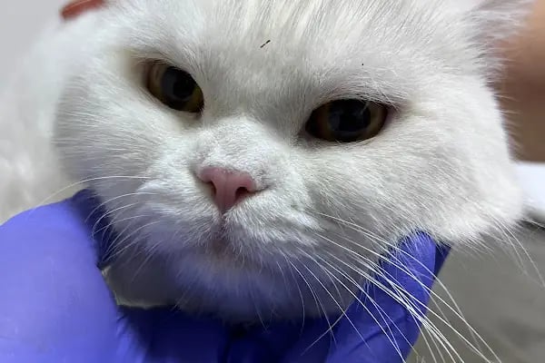 MONTANİA Veteriner Kliniği |ACİL Veteriner | Mudanya Veteriner | Nöbetçi Veteriner - Resim 2
