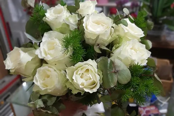 Gardenya çiçekevi - Resim 7