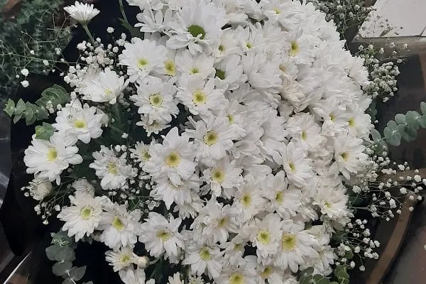 Gardenya çiçekevi - Resim 17