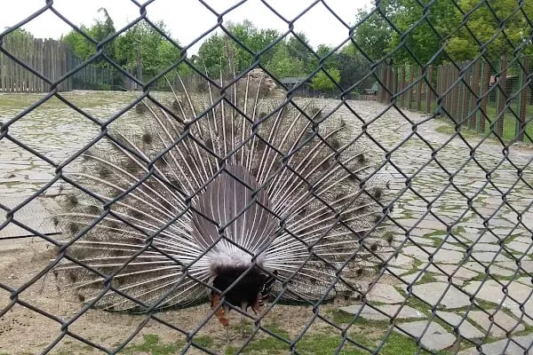 Başak Çocuk Parkı - Resim 7
