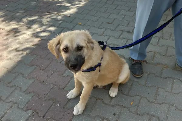 AKKAR VETERİNER KLİNİĞİ - Resim 8