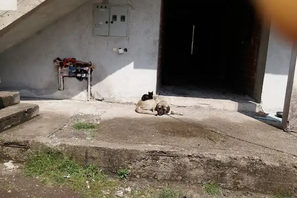 YENİKÖY KİRAZLIKENT KONUTLARI SİTE YÖNETİMİ - Resim 3