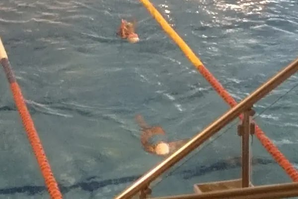Galatasaray Ergun Gürsoy Olimpik Yüzme Havuzu - Resim 4