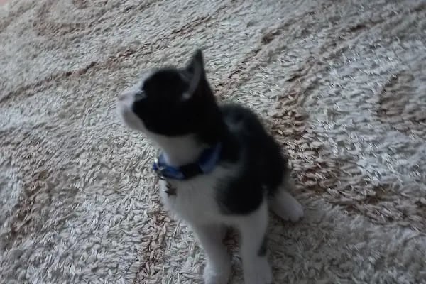Taşkın Petshop - Resim 6