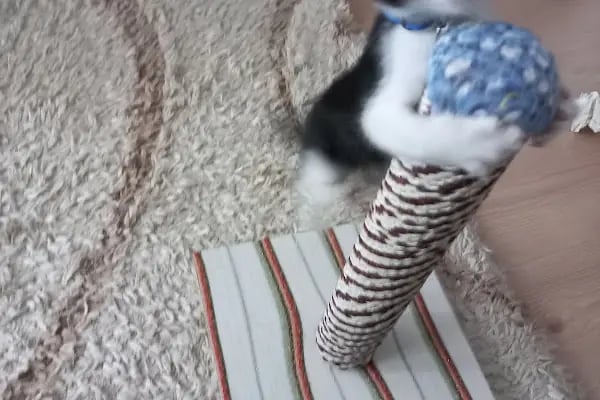 Taşkın Petshop - Resim 5