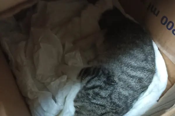 Animal Home Veteriner Klınığı - Resim 12