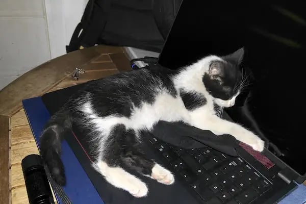 Animal Home Veteriner Klınığı - Resim 8