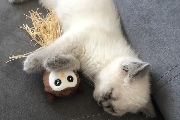 Animal Home Veteriner Klınığı - Resim 9