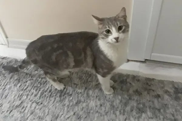Animal Home Veteriner Klınığı - Resim 10