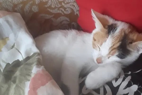 Animal Home Veteriner Klınığı - Resim 11