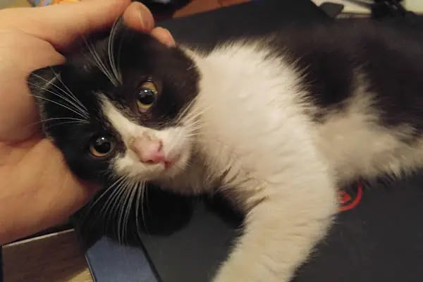Animal Home Veteriner Klınığı - Resim 7