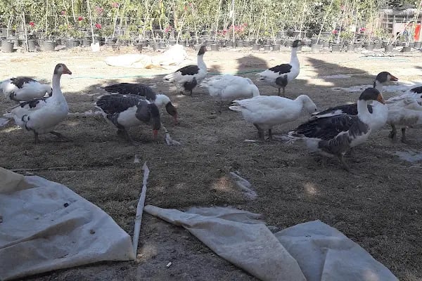 Ata Peyzaj Bodrum Limon Çamı Bahçe Bitkileri Hazır Çim - Resim 14
