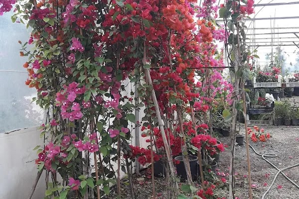 Ata Peyzaj Bodrum Limon Çamı Bahçe Bitkileri Hazır Çim - Resim 2