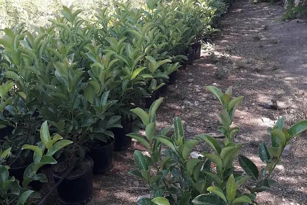 Ata Peyzaj Bodrum Limon Çamı Bahçe Bitkileri Hazır Çim - Resim 11