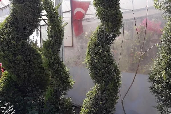 Ata Peyzaj Bodrum Limon Çamı Bahçe Bitkileri Hazır Çim - Resim 15