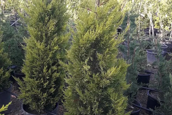 Ata Peyzaj Bodrum Limon Çamı Bahçe Bitkileri Hazır Çim - Resim 9