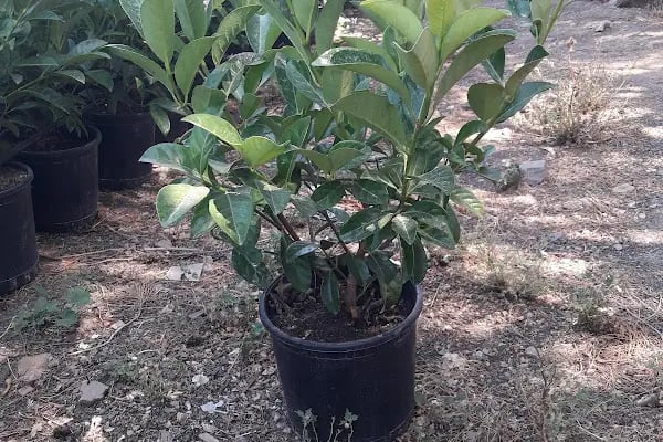 Ata Peyzaj Bodrum Limon Çamı Bahçe Bitkileri Hazır Çim - Resim 10
