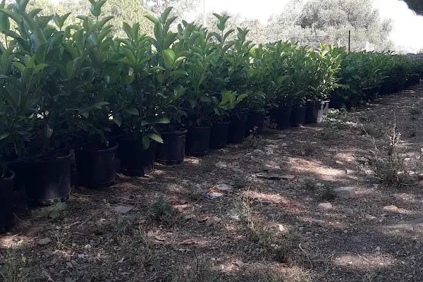 Ata Peyzaj Bodrum Limon Çamı Bahçe Bitkileri Hazır Çim - Resim 13
