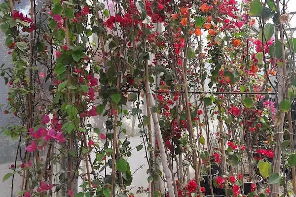Ata Peyzaj Bodrum Limon Çamı Bahçe Bitkileri Hazır Çim - Resim 3