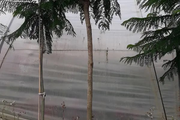 Ata Peyzaj Bodrum Limon Çamı Bahçe Bitkileri Hazır Çim - Resim 12