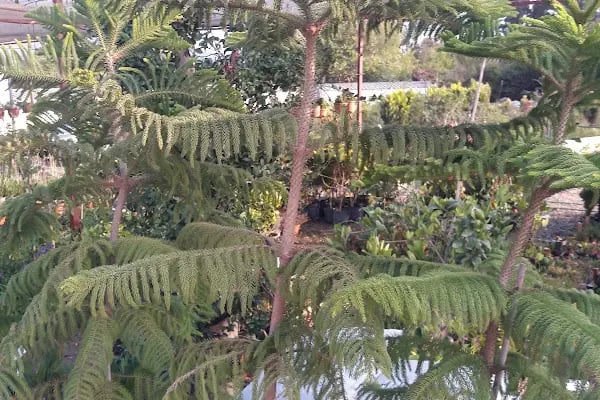 Ata Peyzaj Bodrum Limon Çamı Bahçe Bitkileri Hazır Çim - Resim 5