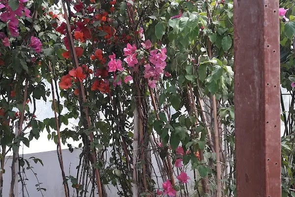 Ata Peyzaj Bodrum Limon Çamı Bahçe Bitkileri Hazır Çim - Resim 6