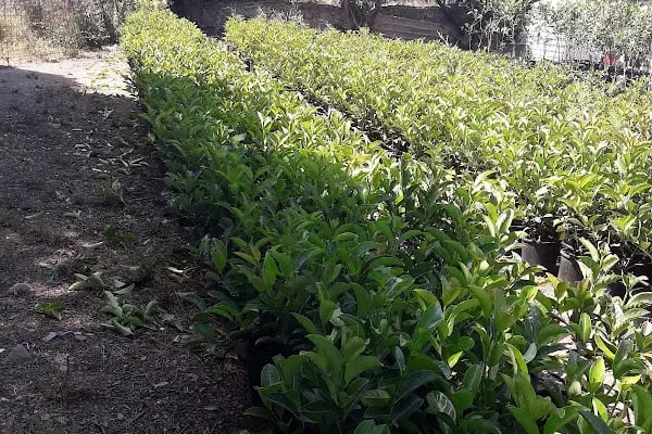 Ata Peyzaj Bodrum Limon Çamı Bahçe Bitkileri Hazır Çim - Resim 4