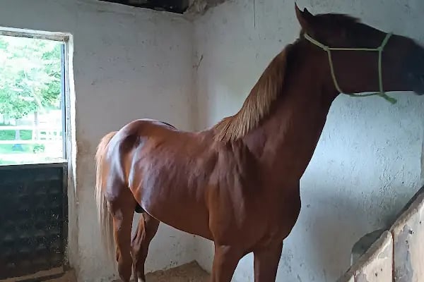 Altınyele Binicilik - Resim 7