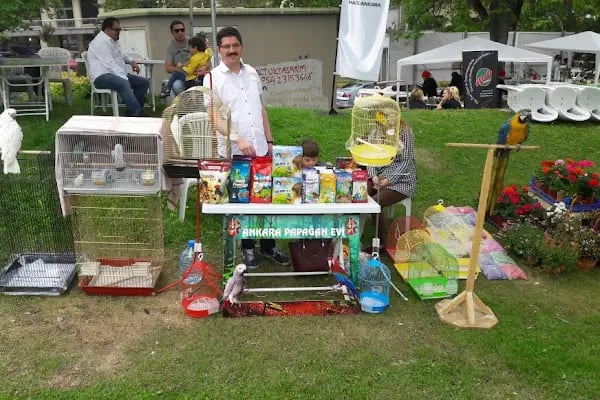 Ankara Papağan Evi Pet Shop - Resim 17