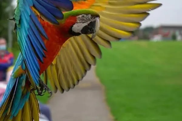 Ankara Papağan Evi Pet Shop - Resim 16