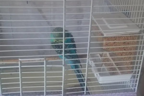 Ankara Papağan Evi Pet Shop - Resim 11