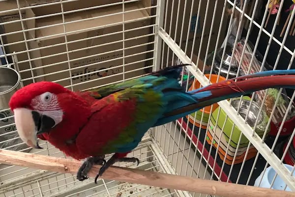 Ankara Papağan Evi Pet Shop - Resim 2