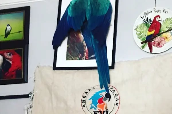 Ankara Papağan Evi Pet Shop - Resim 5