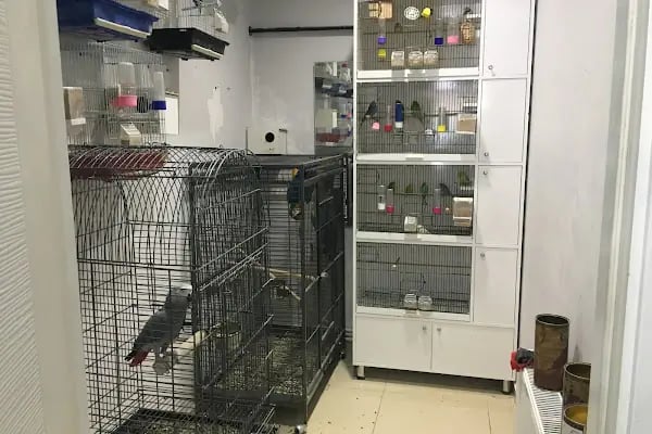 Ankara Papağan Evi Pet Shop - Resim 7