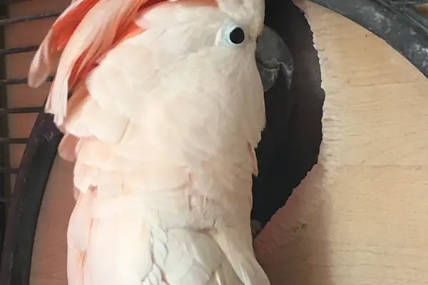 Ankara Papağan Evi Pet Shop - Resim 4
