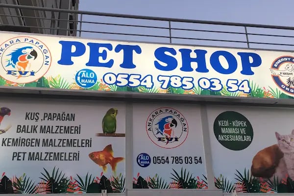 Ankara Papağan Evi Pet Shop - Resim 8