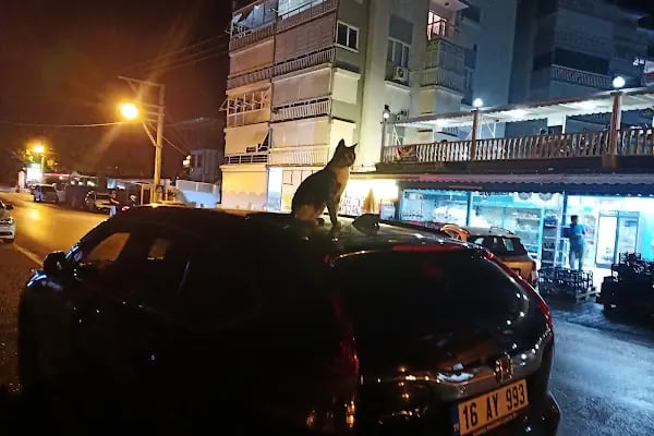 Havuzlu Sorgut Sitesi - Resim 9