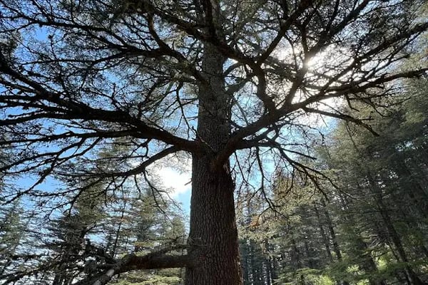 Çığlıkara Nature Reserve - Resim 18
