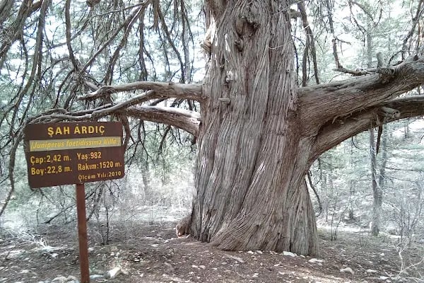 Çığlıkara Nature Reserve - Resim 3