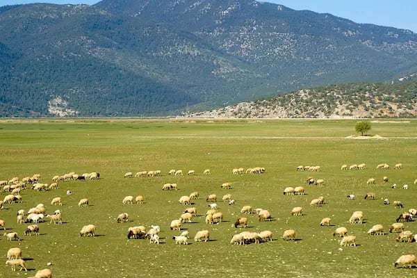 Çığlıkara Nature Reserve - Resim 1