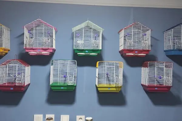 TİTİŞ PETSHOP - Resim 6