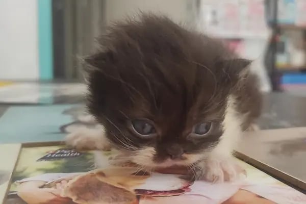Pet Dad Veteriner Kliniği - Resim 18