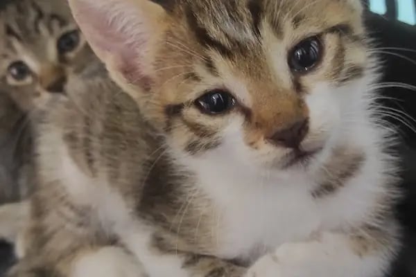Pet Dad Veteriner Kliniği - Resim 9