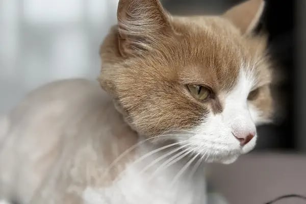 Pet Dad Veteriner Kliniği - Resim 7