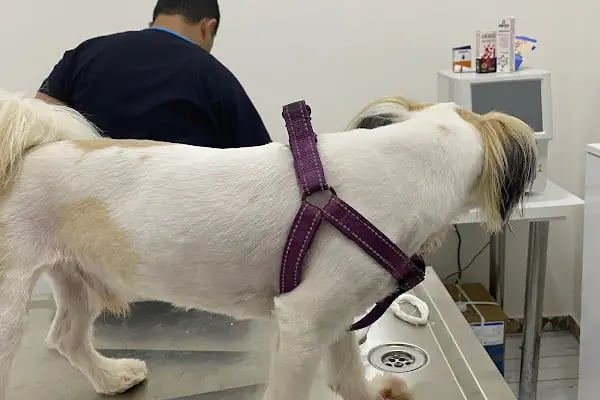 Pet Dad Veteriner Kliniği - Resim 6