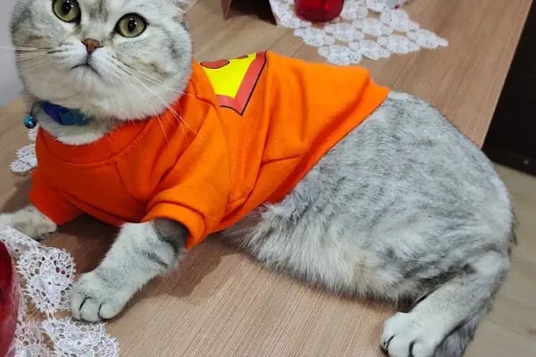 Pet Dad Veteriner Kliniği - Resim 14
