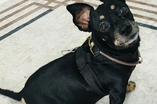 Pet Dad Veteriner Kliniği - Resim 15