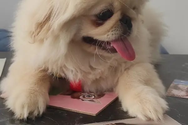 Pet Dad Veteriner Kliniği - Resim 17